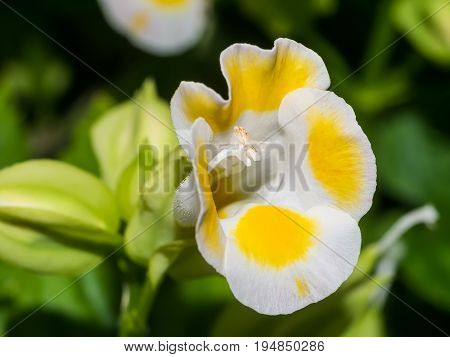 Yellow Wishbone Flower