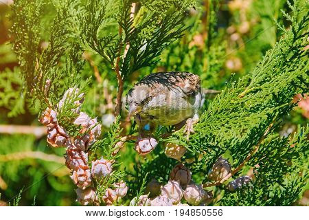 Sparrow Sitting on the Branch of a Thuja