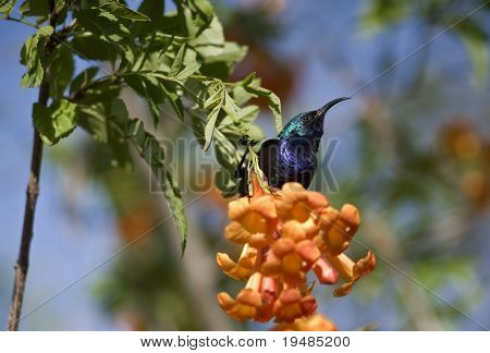 sunbird blu e fiori d'arancio