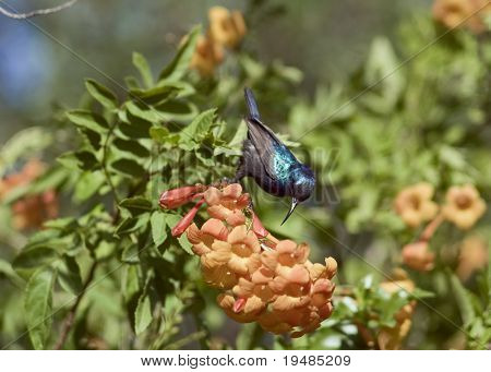 sunbird blu e fiori d'arancio