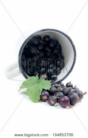 White Cup With Black Currant Berry In It And Small Bunch Of Black Currant With Green Leaf Isolated O
