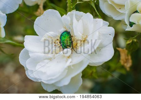 Chafer In White Rose Flower