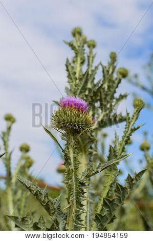 Thistle Buds And Flowers
