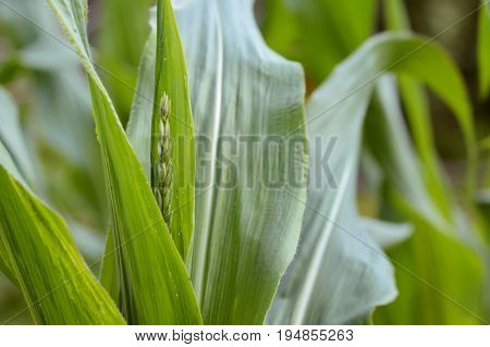 Maize Plant With Tassel And Broad Green Foliage