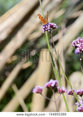 Comma Butterfly On Long Stem Of Purple Verbena Flowers