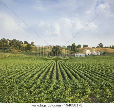 Soybean field and farm hills in midwestern USA