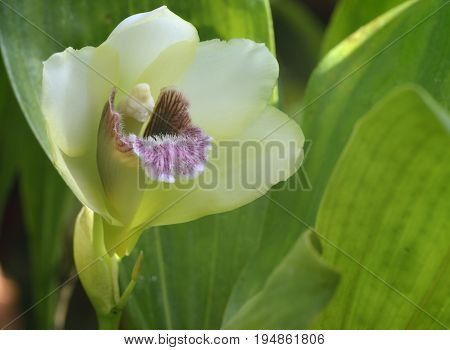 Harrison's Bifrenaria Orchid