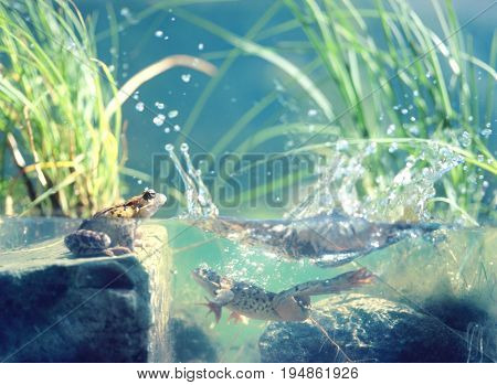 Frogs in Pond