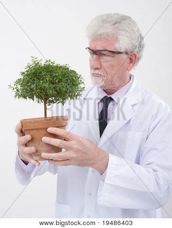 küçük saksı ağaç tutan kıdemli bilim adamı