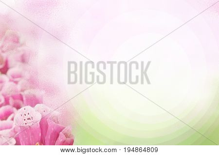 Light background with beautiful purple flowers Foxglove