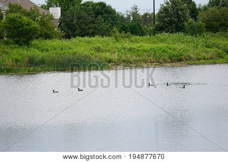 A flock of double crested cormorants (Phalacrocorax auritus) swims in a retention pond in Plainfield, Illinois during June.