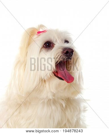 Portratit of a white dog with a pigtail Maltese bichon
