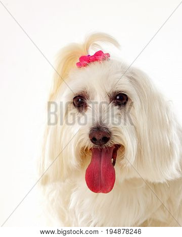 Portratit of a white dog with a pigtail Maltese bichon