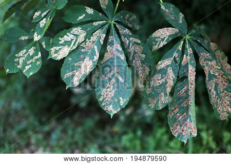Damaged leaves of chestnut tree by the small Butterfly