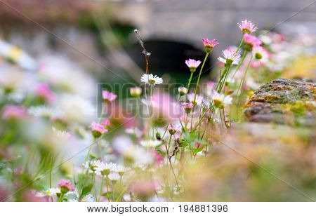 Beautiful flowers field at Bruges (Brugge) with water canal and bridge, Flanders, Belgium, spring season. Shallow depth of field.