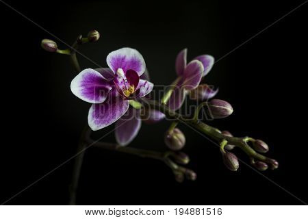 A brunch of Orchid with some buds and flowers on black background