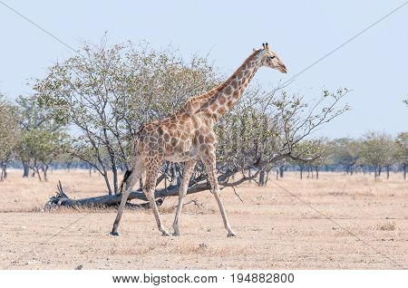 A Namibian giraffe giraffa camelopardalis angolensis walking in the Northern part of Namibia