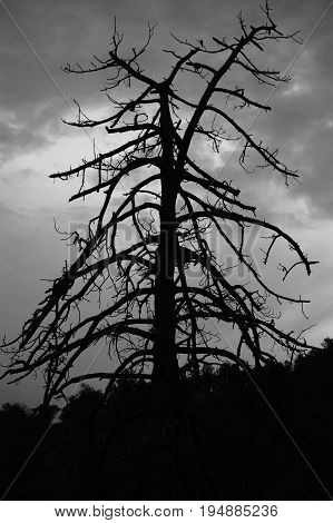 Black and White - dead tree - Marfa, Texas - Marfa Viewing area