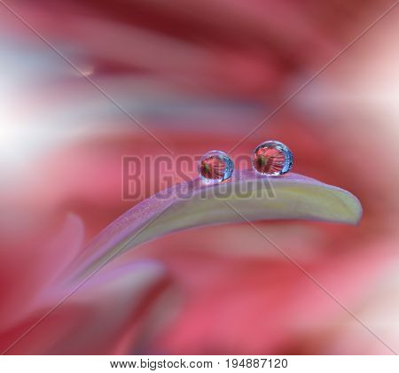 Abstract macro photo with water drops. Tranquil abstract closeup art background. Artistic Background for desktop. Pastel Flowers.
