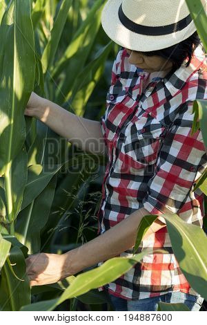 Woman Farmer In A Field With Corn