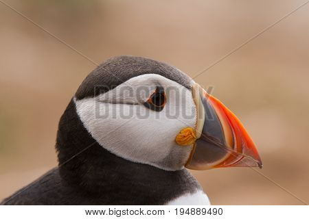 British Puffin Seabird (fratercula Arctica) From Skomer Island, Pembrokeshire, Wales Uk