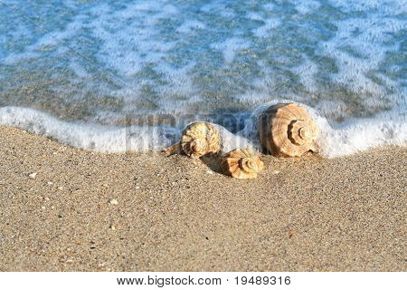 Seashell на берегу моря с волной