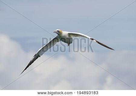 Gannets (morus Bassanus) Grassholm Island, Pembrokeshire, Uk