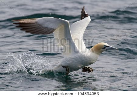 Gannets (morus Bassanus) Grassholm Island, Pembrokeshire, Uk