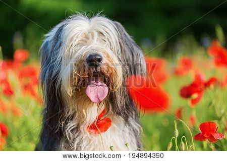 Portrait Of A Bearded Collie In A Poppy Field