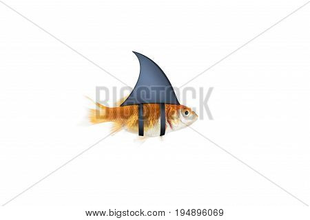 Goldfish disguised as shark in the sea to terrorize the enemies. Concept of competition and bravery