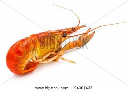 Boiled Crayfish or Freshwater lobster on a white background.