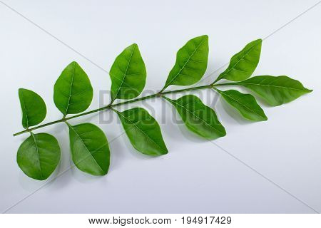 Agasta Dolichandrone Rpathacea Schum Tree Isolated