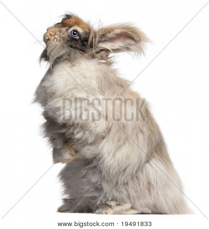 Lapin Angora anglais devant fond blanc