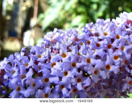 ดอกไม้ buddleia 