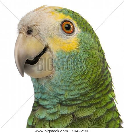 อย่างใกล้ชิดของ Amazon ไหล่สีเหลือง barbadensis Amazona หน้าพื้นหลังสีขาว