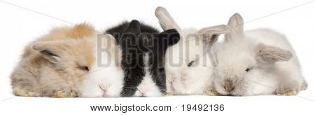 Négy angol Ankaray fehér háttér előtt