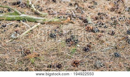 Detailed and lifelike image of a forest bottom in the Netherlands with dry pine needles and pine cones. Between the arid pine needles grow some fresh green blades of grass.