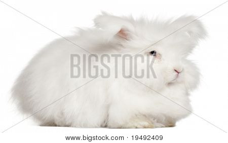 Lapin Angora anglais devant fond blanc