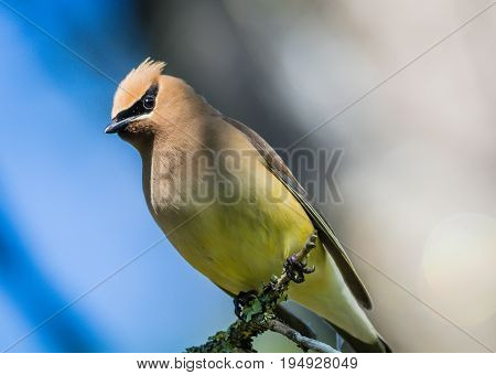 Cedar Waxwing (Bombycilla Cedrorum) perched on branch looking down closeup