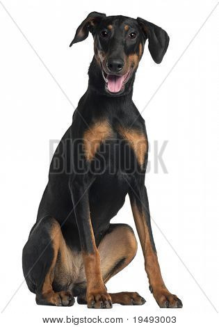 Doberman Pinscher, 8 และแบบครึ่งเดือนเก่า นั่งอยู่หน้าฉากหลังสีขาว