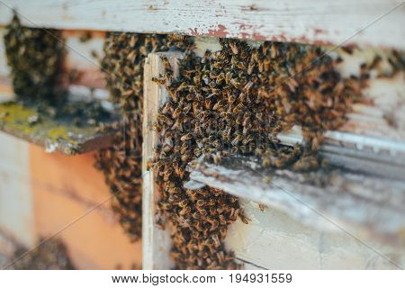 Frames Of A Bee Hive. Beekeeper Harvesting Honey. The Bee Smoker Is Used To Calm Bees Before Frame R