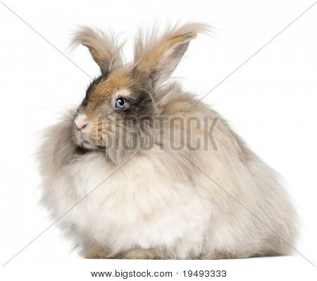 Lapin Angora anglais devant fond blanc