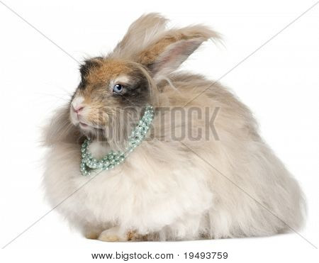 Lapin Angora anglais portant perles devant fond blanc