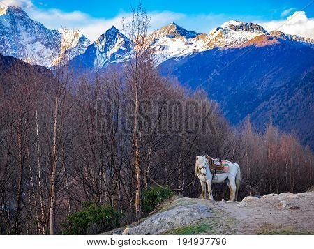 White horse standing on a hill having Mount Siguniang in the background at Siguniang National Park Sichuan China