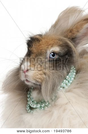 Gros plan du lapin Angora anglais portant perles devant fond blanc
