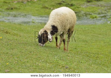 Sheep Grazing Fresh Green Grass at Khajjiar Plateau