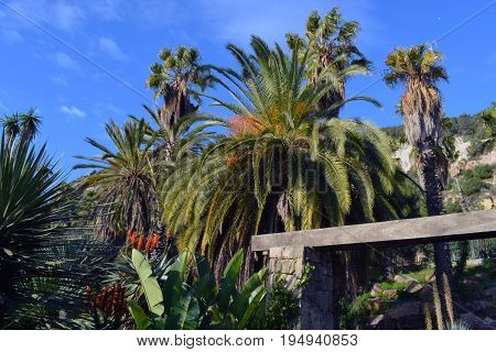 Varieties of Cactus in the public park in Barcelona