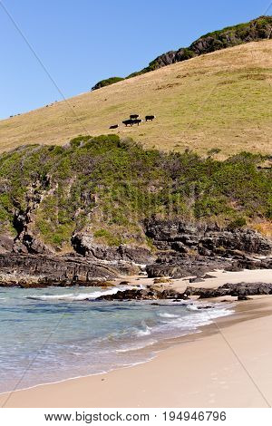 Field On Hill At Coastline With Cows - Blueys Beach, New South Wales, Australia