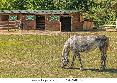 A beautiful horse on a summer playground in the background of a fragment of a stable in Mezhyhiria near Kiev.