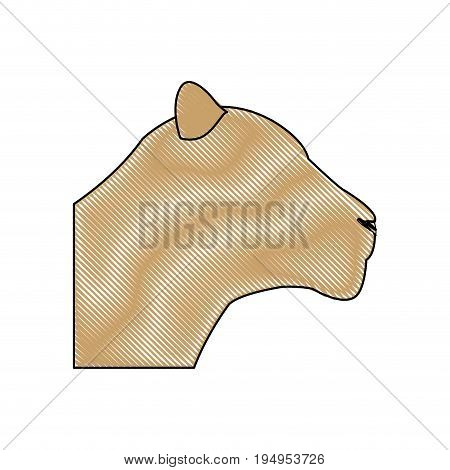 head female lion african animal beast vector illustration